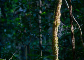Sinharaja Forest Reserve, Sabaragamuwa and Southern Provinces, Sri Lanka