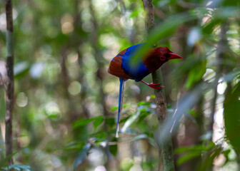 Sri Lanka blue magpie  (Urocissa ornata) at Sinharaja Forest Reserve, Sabaragamuwa and Southern Provinces, Sri Lanka