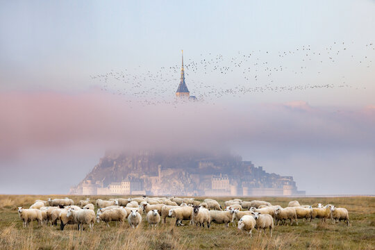 Flock of birds and sheep standing in front of Mont Saint Michel sanctuary in the mist, Normandy, France