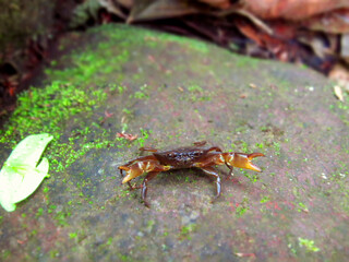 Crab on stone in attack position.