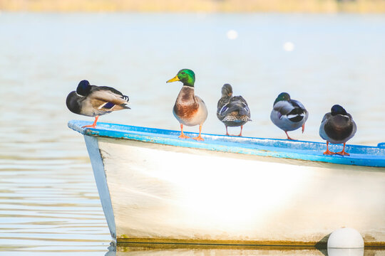 Close-up of a row of ducks perched on a rowing boat, Banyoles, Girona, Catalonia, Spain