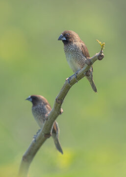 Two Scaly-breasted munia birds (Lonchura punctulata) perched on a branch, Thailand