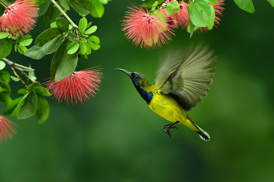 Close-up of a bird pollinating a flower, Indonesia