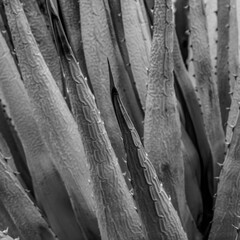 Texture of Dried Agave Plant In Black and White