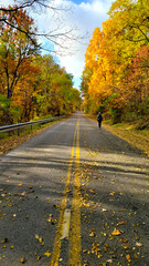 Obraz premium empty road in the autumn forest. Asphalt road with fallen leaves.