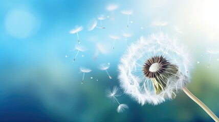 Dandelion with seeds being blown away on a bright, blue background