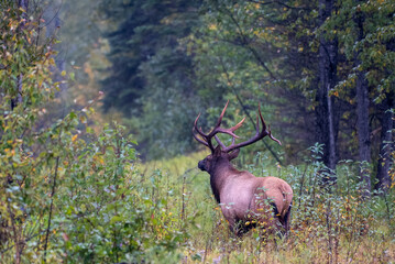 Male North American Elk north of Prince Albert,Saskatchewan,Canada in September