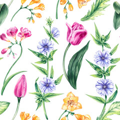 Watercolor floral pattern Spring meadow flowers tulips, freesia, chicory isolated on white background