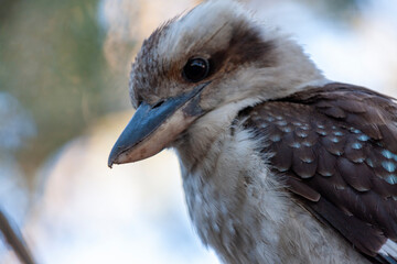 Laughing Kookaburra (Dacelo novaeguineae) at Booderee National Park, Jervis Bay Territory, Australia