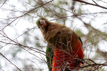 Booderee National Park, Jervis Bay Territory, Australia