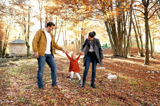 Mom and dad walk through the autumn park swinging a little laughing girl by the arms