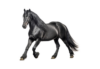 black_horse_walking