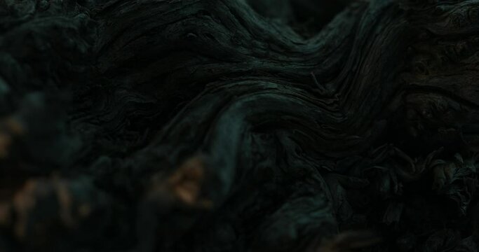 Driftwood Texture at Sunrise. Close-up, shallow dof.