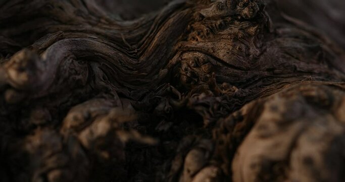 Driftwood Texture at Sunlight. Close-up, shallow dof.