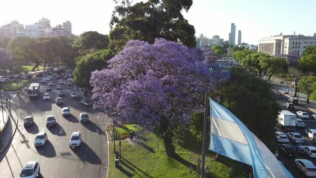 flowered jacaranda tree from a drone
