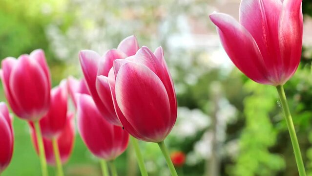 Spring pink tulips on white blooming apple trees background in a spring blooming garden. Spring flowers.Variegated tulips with white border.Pink spring flowers. Beautiful floral nature background.