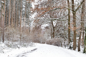 Trees covered with snow in park on winter day