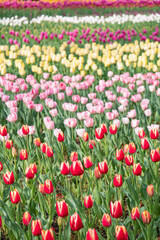 Obraz premium カラフルなチューリップの花が咲いた花壇の風景。