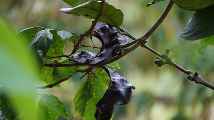 Archidendron pauciflorum (Blackbead, Dog Fruit, Djenkol tree, Luk Nieng Tree, Ngapi Nut, Pithecellobium lobatum Benth, djengkol, jengkol) on the tree - obrazy, fototapety, plakaty