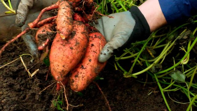 Sweet potato harvest in the hands of a farmer.Vegetable tubers in the ground.Healthy farm fresh organic vegetables.Slow motion. High quality 4k footage