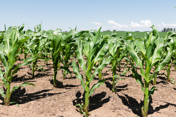 Corn field platation in Buenos Aires Argentina