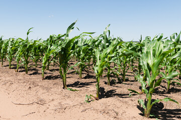 Fototapeta na wymiar Corn field platation in Buenos Aires Argentina