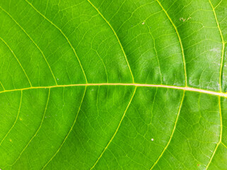 Portrait of a green leaf with a close-up top view
