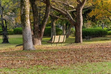 Naklejka premium ロマンチックな雰囲気のベンチのある公園の情景