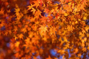木漏れ日浴びて輝くオレンジ色のモミジの紅葉