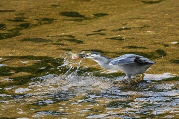 清流できれいな婚姻色のオイカワをゲットしたササゴイ