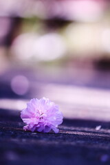 地面に落ちたハナモモの花