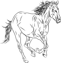 horse illustration