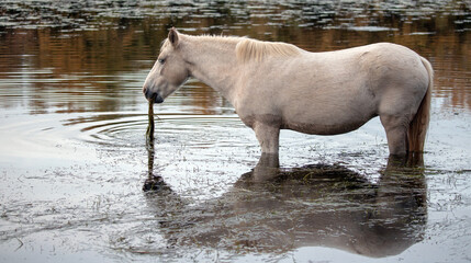 Naklejka premium Young white mare wild horse pulling up water grass in the Salt River near Mesa Arizona United States