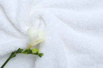 Obraz na płótnie Canvas Freesia flower on white terry towel, top view