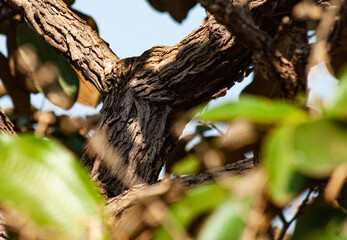 the incredible texture of the cerrado trees