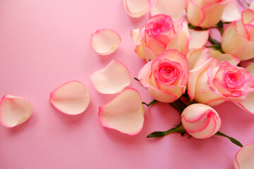 Beautiful pink and white gradation rose on pink background. Anniversary and Celebration floral background. Flower composition for Mother's day, Wedding day, Women's day and Valentine's day.
