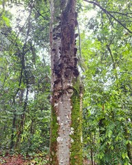 Fototapeta premium trees in the forest