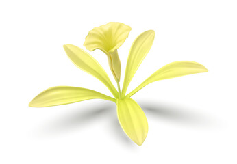 Vanilla Flower. Realistic food cooking condiment. Aromatic ingredient for cookery and sweet baking, vanilla Isolated on white background. Design element packaging design. Vector illustration.
