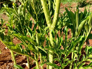 Amorphophallus muelleri plants growing in the field