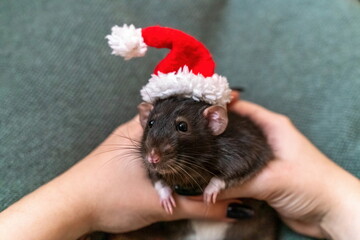Rat Santa hat. Symbol of the Chinese New Year. Funny black rat D