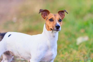 A cute Jack Russell Terrier dog walks in nature. Pet portrait with selective focus and copy space