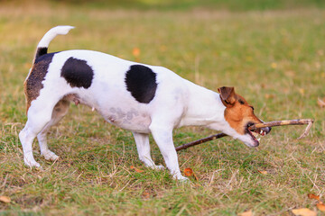 A cute Jack Russell Terrier dog walks in a clearing in the forest. Pet portrait with selective focus and copy space