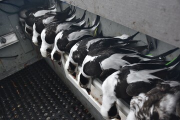 Layout boat hunting for old squaws