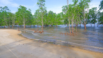 Natural View Of A Tropical Beach With Groves Of Perepat Trees (Sonneratia Alba) In The Village Of...