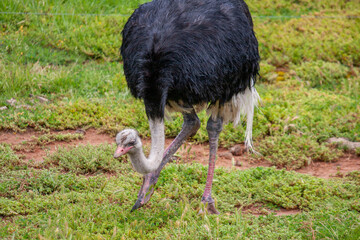 North African Ostrich at Werribee Open Range Zoo, Melbourne, Victoria, Australia