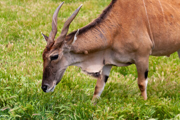 Naklejka na ściany i meble Eland Antelopes at Werribee Open Range Zoo, Melbourne, Victoria, Australia