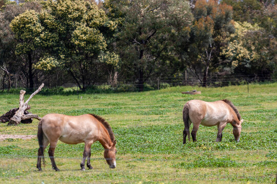 Przewalski's horses grazing at Werribee Open Range Zoo, Melbourne, Victoria, Australia © prn.studio