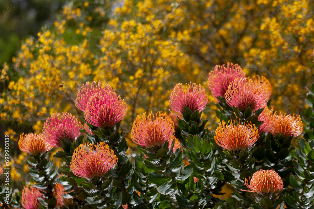 Canvas Prints Leucospermum glabrum  at Werribee Open Range Zoo, Melbourne, Victoria, Australia