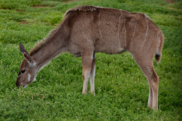  Lowland Nyala (Tragelaphus Angasii) At Werribee Open Range Zoo, Melbourne, Victoria, Australia