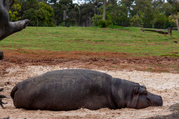 Hippopotamus  at Werribee Open Range Zoo, Melbourne, Victoria, Australia